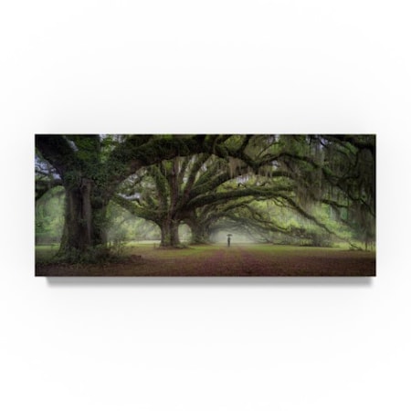 Moises Levy 'Walking On The Trees Avenue' Canvas Art,14x32